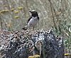 Nonnenstein wheatear