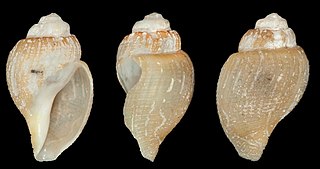 <i>Oenopota murdochiana</i> Species of gastropod
