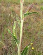 Oenothera stricta fruit3 (15060460984).jpg