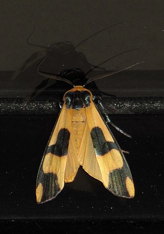 <i>Oeonistis</i> Genus of moths