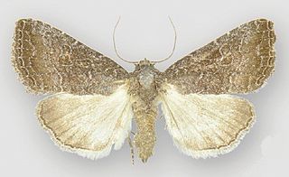 <i>Ogdoconta tacna</i> Species of moth
