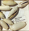 플로리다에서 발견된 복족류 올리바 사야나.