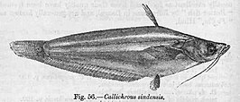 Ompok sindensis