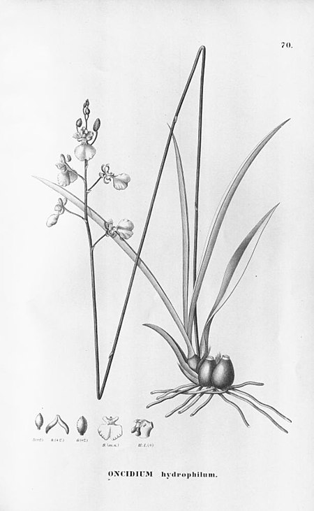 Oncidium_hydrophilum