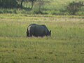 One horn rhino sonorous.jpg