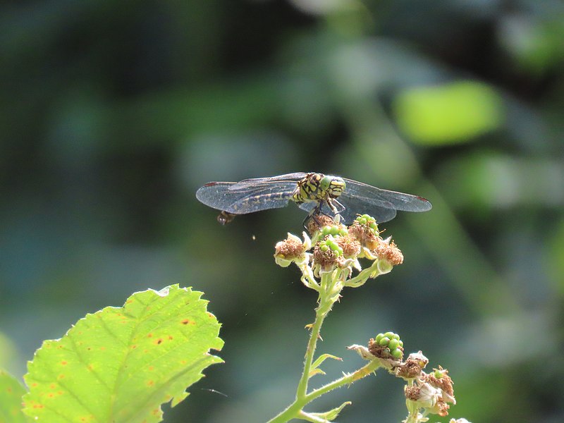 File:Onychogomphus forcipatus 23.jpg