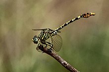 Onychogomphus supinus 2012 03 27 27.jpg