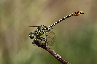 <i>Onychogomphus supinus</i> Species of dragonfly