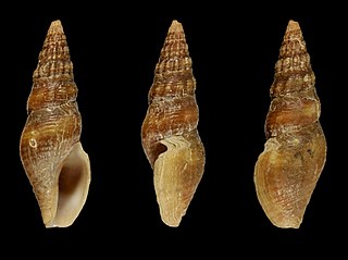 <i>Ophiodermella grippi</i> Species of gastropod
