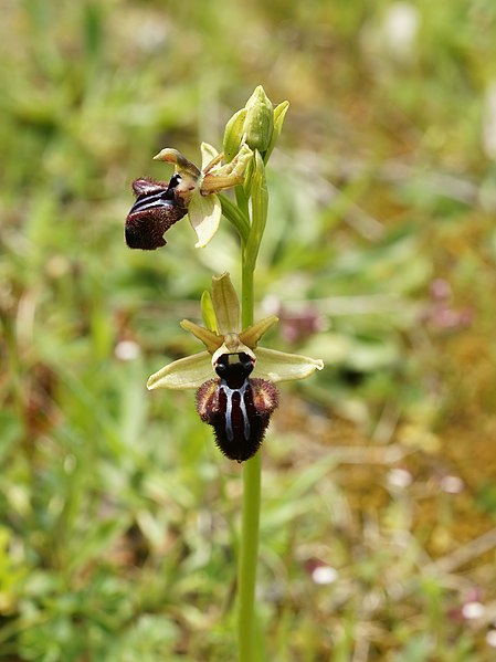 File:Ophrys incubacea (flower spike).jpg