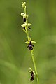 Ophrys insectifera Germany - Jena