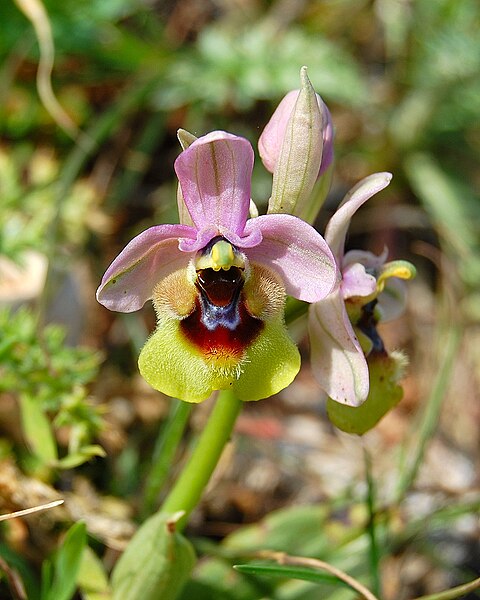 File:Ophrys tenthredinifera zingaro 044.jpg