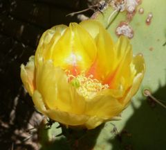 Opuntia engelmannii flower.jpg