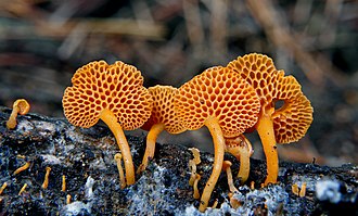 Favolaschia calocera, the orange pore fungus, has conspicuously faveolate fruiting bodies. Orange Pore Fungus (Favolaschia calocera) (33327394770).jpg