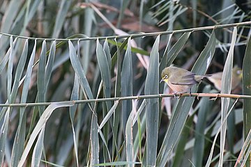 Orange river White-eye pa Phragmites australis (Vass)-2338 - Flickr - Ragnhild & Neil Crawford.jpg