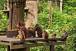 Миниатюра для Файл:Orangutan feeding.jpg