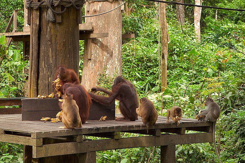 File:Orangutan feeding.jpg