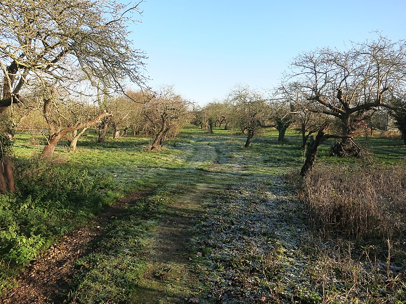 File:Orchard by Earith Road - geograph.org.uk - 4270480.jpg