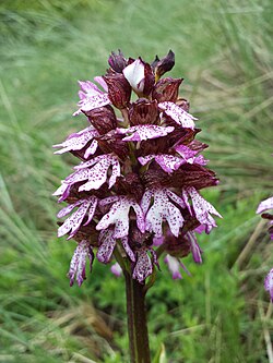 Orchis purpurea sl7.jpg