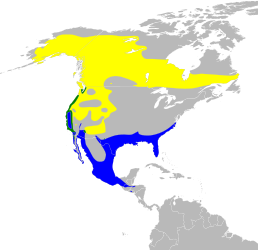 Мапа поширення виду      Гніздовий ареал     Цілорічний ареал     Зимовий ареал