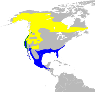 Mapa występowania