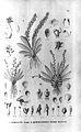 Ornithocephalus gladiatus (as syn. Ornithocephalus falcatus) plate 45, fig. II in: Alfred Cogniaux: Flora Brasiliensis vol. 3 pt. 6 (1904-1906)