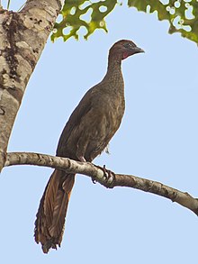 Ortalis motmot - Sedikit Chachalaca; Presidente Figueiredo, Amazonas, Brazil.jpg