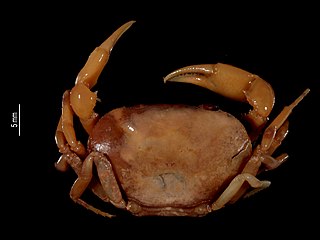 <i>Orthothelphusa</i> Genus of crabs