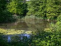 * Nomination Pond in the Botanical Garden. Osnabrück, Lower Saxony, Germany --Basotxerri 12:24, 1 July 2018 (UTC) * Promotion  Support Good quality. --Granada 14:30, 1 July 2018 (UTC)