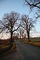 Čeština: Celkový pohled na památné stromy Stromořadí u silnice u Kralic nad Oslavou, okr. Třebíč. English: Overview of Famous trees Stromořadí u silnice near Kralice nad Oslavou, Třebíč District.