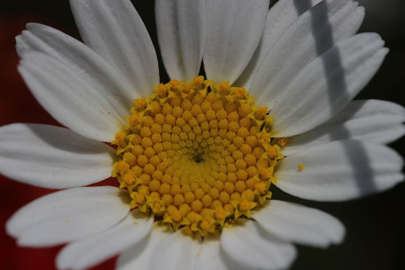 File:Oxeye daisy - Leucanthemum vulgare (27440096816).jpg