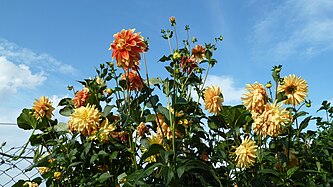 Dahlias in Germany