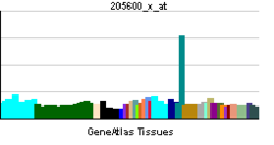 PBB GE HOXB5 205600 x ĉe tn.png