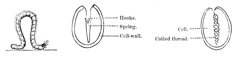 File:PSM V06 D367 Caterpillar movements.jpg