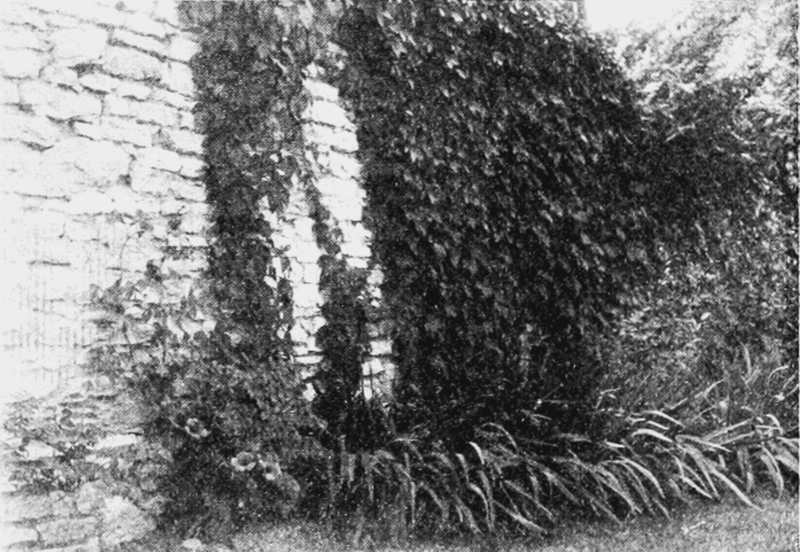 File:PSM V62 D200 Wall gardening.png