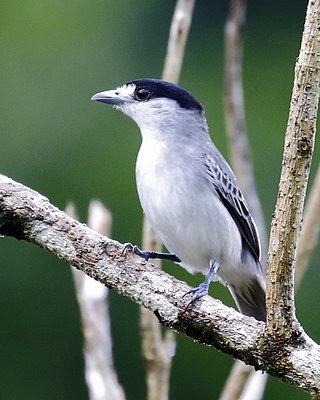 <span class="mw-page-title-main">Cinereous becard</span> Species of bird