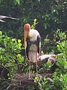 Adult in a nest (Kumarakom Bird Sanctuary, Kerala, India)