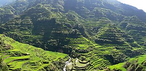 Paddy Field