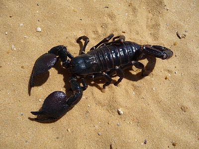 Emperor scorpion Pandinus imperator