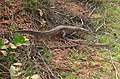 Paraguayi kajmán gyík (Dracaena paraguayensis) a vízhez megy ... - Flickr - berniedup (1) .jpg