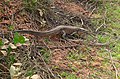 Lagarto-jacaré do Paraguai (Dracaena paraguayensis) indo para a água ... - Flickr - berniedup (1) .jpg