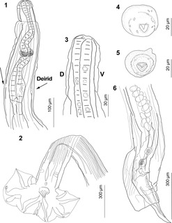 <i>Guerrerostrongylus</i> genus of worms