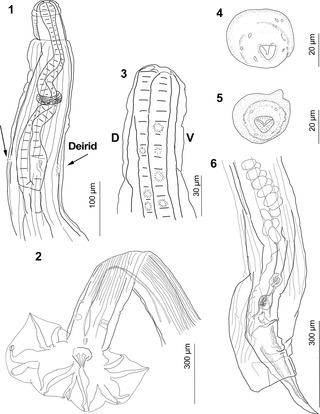 <i>Guerrerostrongylus</i> Genus of roundworms