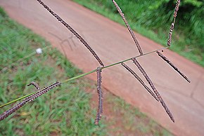 Bildebeskrivelse Paspalum plicatulum (20650868772) .jpg.