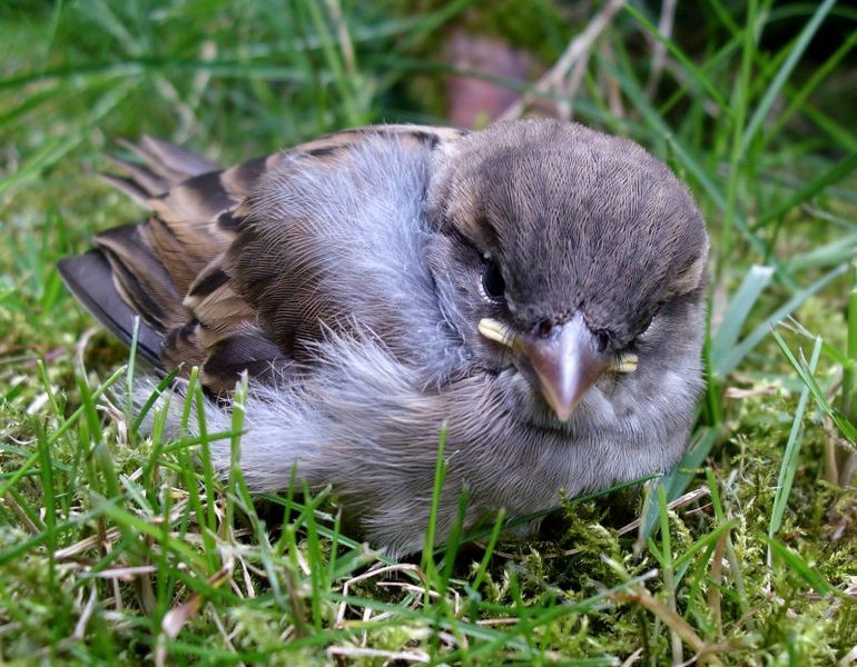 File:Passer domesticus fledgeling.jpg