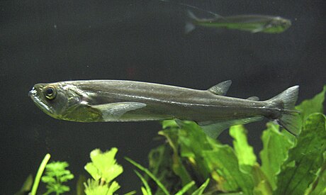 Rhaphiodon