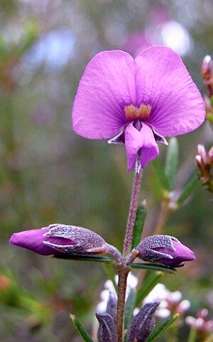 Pea Flower Large Purple Towlers Track.jpg