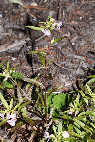 <i>Pedicularis racemosa</i> Species of flowering plant