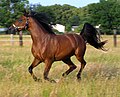 Pernod Al Ariba ox Deutsch: Arabisches Vollblut English: Purebred Arabian horse