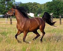 Le cheval arabe est l'une des races de chevaux de selle les plus typées et les plus connues.